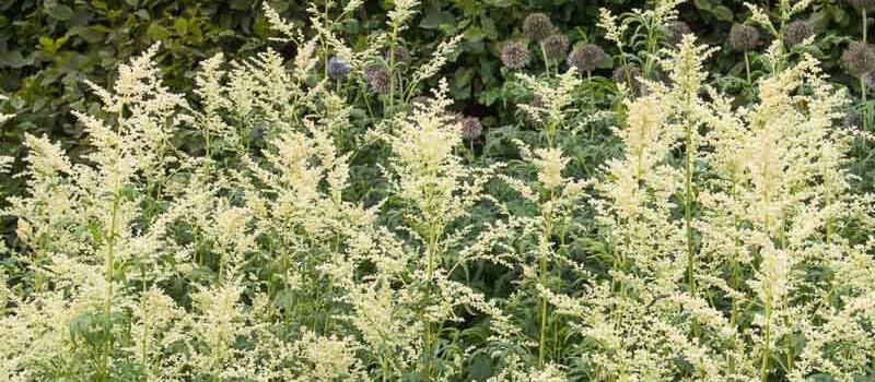 Artemisia lactiflora (Белая Полынь)