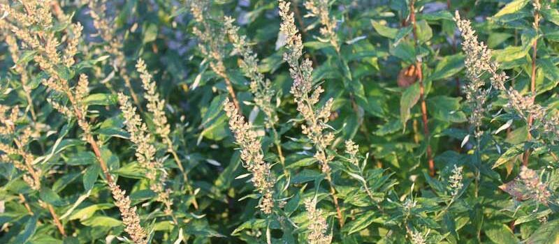 Artemisia douglasiana (Дугласова полынь)